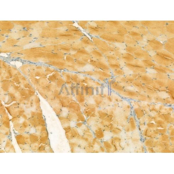 UQCRFS1 Antibody - DF12240 at 1/100 staining Rat skin tissue by IHC-P.