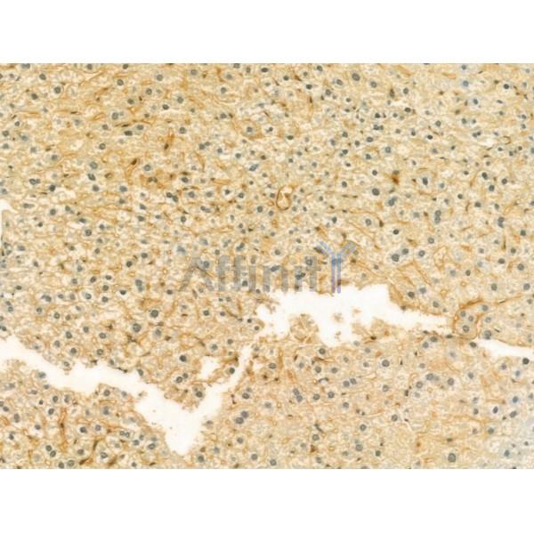 UQCRFS1 Antibody - DF12240 at 1/100 staining Mouse liver tissue by IHC-P.