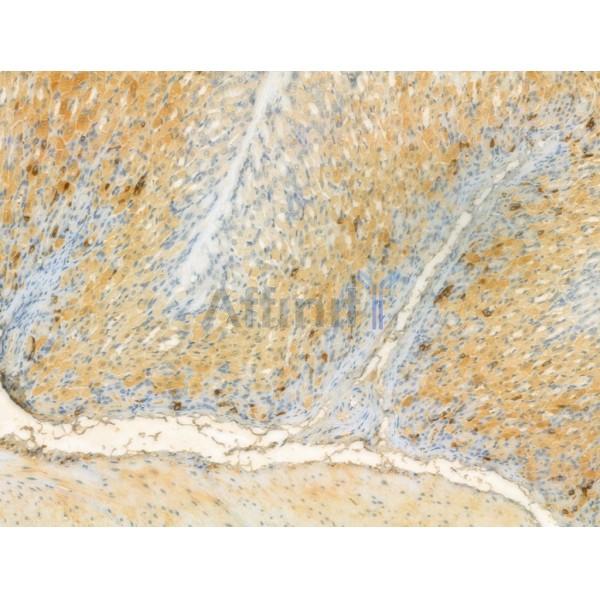UQCRFS1 Antibody - DF12240 at 1/100 staining Mouse stomach tissue by IHC-P.