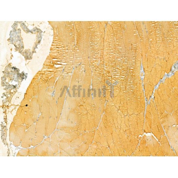 VPS16 Antibody - DF12242 at 1/100 staining Rat muscle tissue by IHC-P.