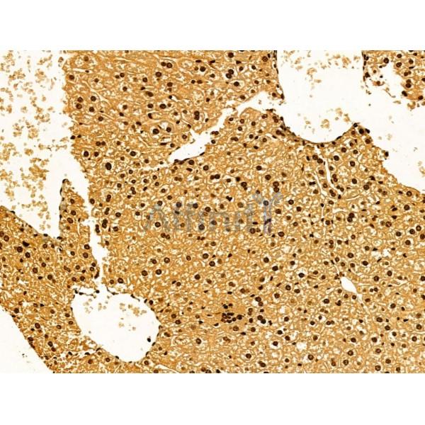 AEBP2 Antibody - DF12245 at 1/100 staining Mouse liver tissue by IHC-P.