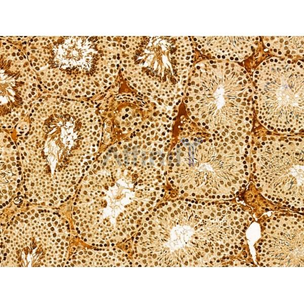 AEBP2 Antibody - DF12245 at 1/100 staining Mouse testis tissue by IHC-P.