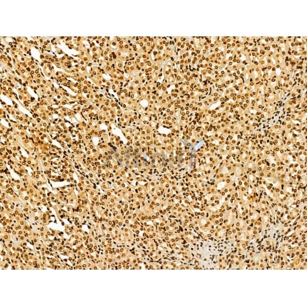 AEBP2 Antibody - DF12245 at 1/100 staining Mouse kidney tissue by IHC-P.