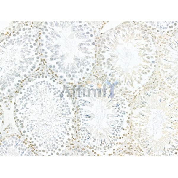 AEBP2 Antibody - DF12245 at 1/100 staining Rat testis tissue by IHC-P.