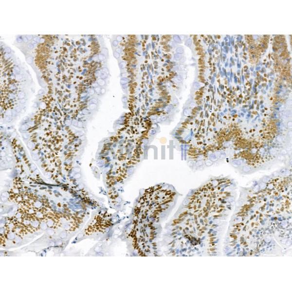 AEBP2 Antibody - DF12245 at 1/100 staining Rat colon tissue by IHC-P.