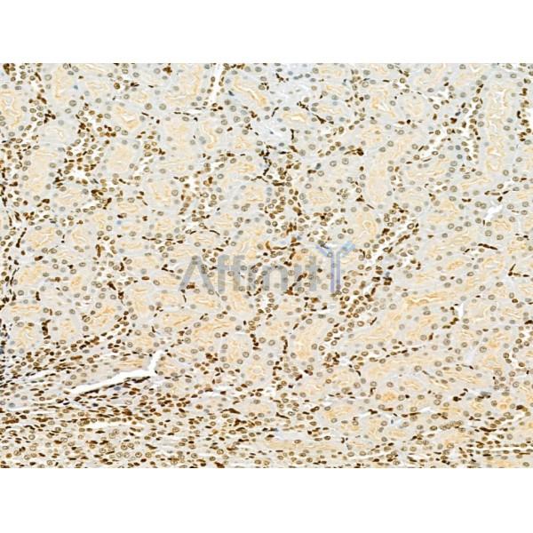 AEBP2 Antibody - DF12245 at 1/100 staining Rat kidney tissue by IHC-P.