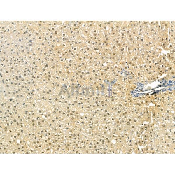 OBFC2B Antibody - DF13202 at 1/100 staining Rat liver tissue by IHC-P.