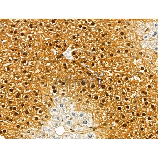 OBFC2B Antibody - DF13202 at 1/100 staining Mouse liver tissue by IHC-P.
