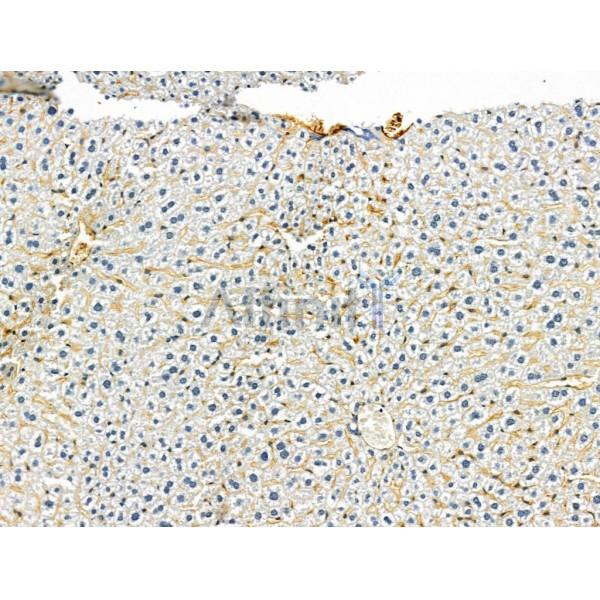 OCIAD1 Antibody - DF13203 at 1/100 staining Mouse liver tissue by IHC-P.