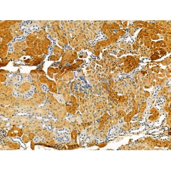 OCIAD1 Antibody - DF13203 at 1/100 staining Mouse kidney tissue by IHC-P.
