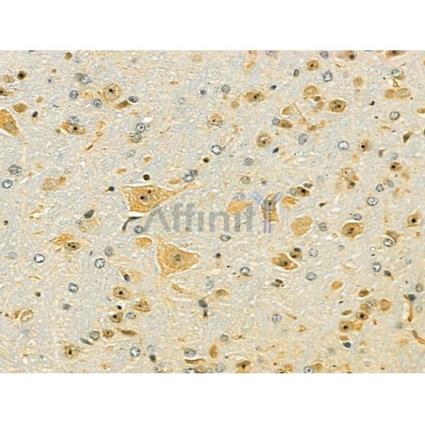 OCIAD1 Antibody - DF13203 at 1/100 staining Mouse brain tissue by IHC-P.