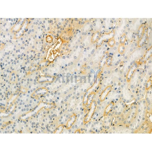 ODAM Antibody - DF13204 at 1/100 staining Mouse kidney tissue by IHC-P.