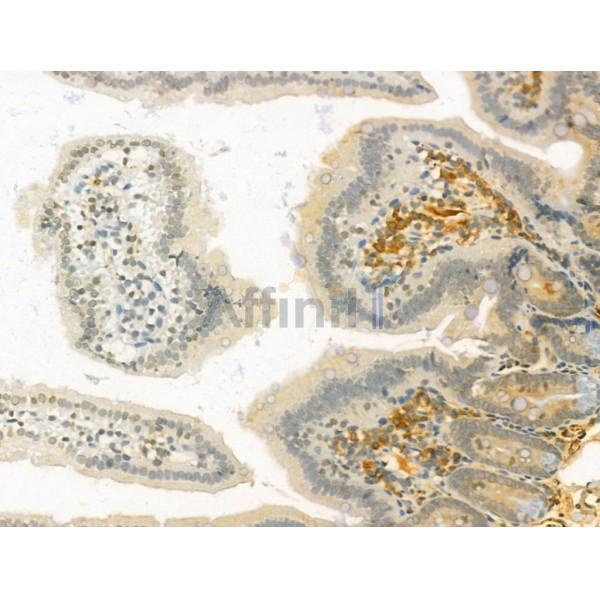 ODAM Antibody - DF13204 at 1/100 staining Mouse colon tissue by IHC-P.