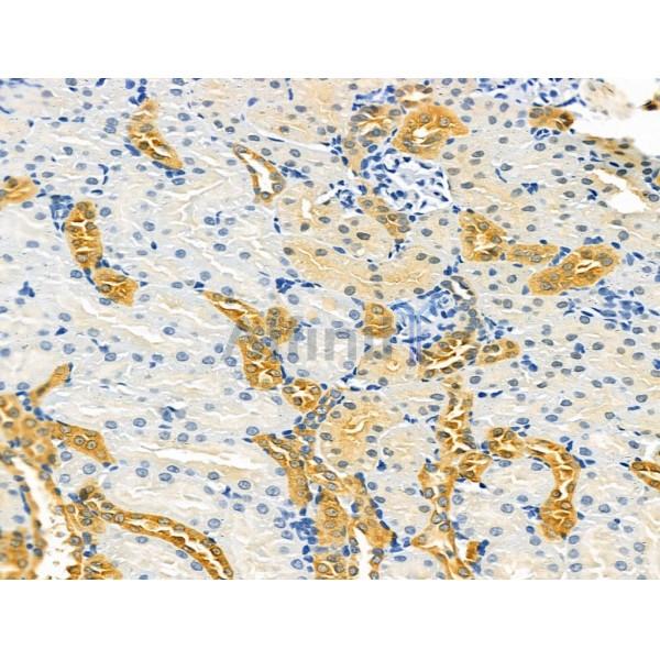 ODZ1 Antibody - DF13206 at 1/100 staining Rat kidney tissue by IHC-P.