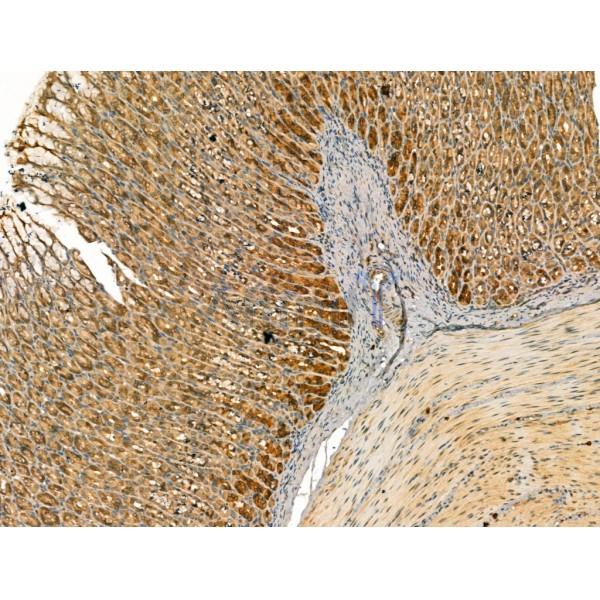 beta COP Antibody - DF13220 at 1/100 staining Rat stomach tissue by IHC-P.