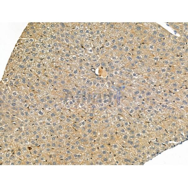 beta COP Antibody - DF13220 at 1/100 staining Mouse liver tissue by IHC-P.