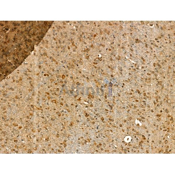 GJB6 Antibody - DF13225 at 1/100 staining Mouse brain tissue by IHC-P.