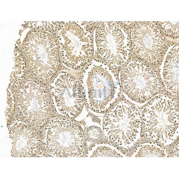 MDC1 Antibody - DF13250 at 1/100 staining Rat testis tissue by IHC-P.