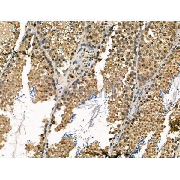 MDC1 Antibody - DF13250 at 1/100 staining Mouse testis tissue by IHC-P.