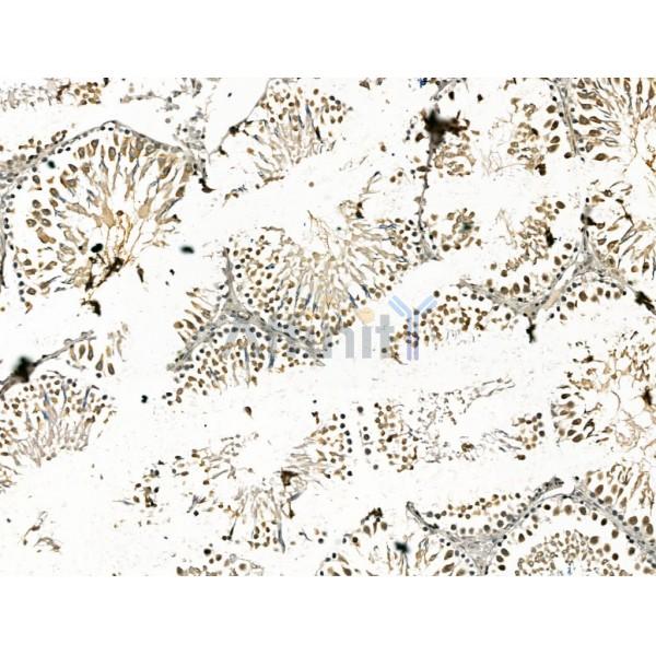 cbx7 Antibody - DF13257 at 1/100 staining Rat testis tissue by IHC-P.