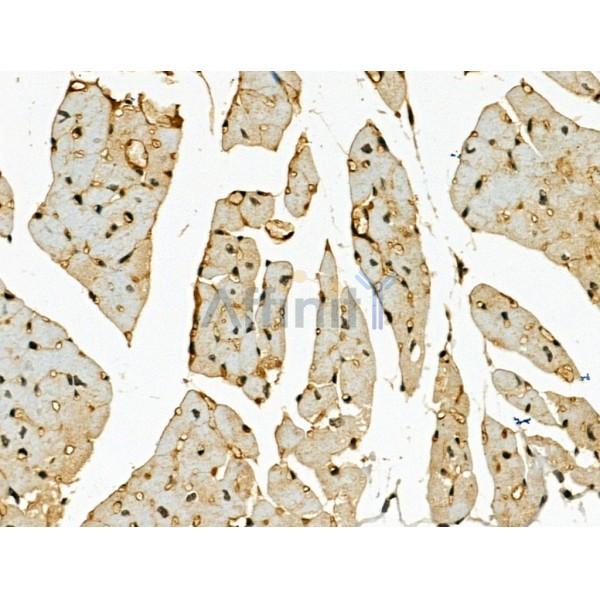 CENPB Antibody - DF13261 at 1/100 staining Mouse heart tissue by IHC-P.