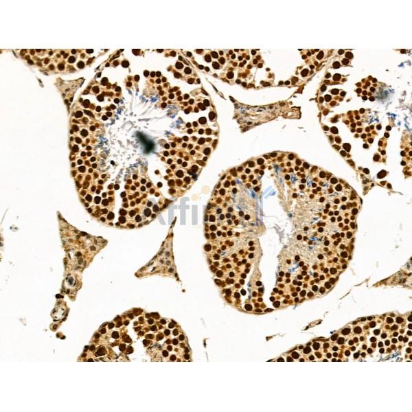 LAP2 alpha Antibody - DF13264 at 1/100 staining Mouse testis tissue by IHC-P.