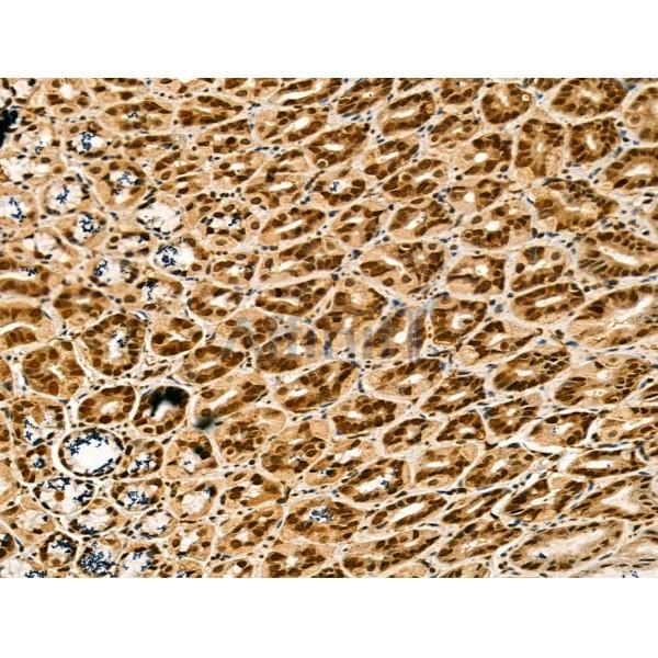 LAP2 alpha Antibody - DF13264 at 1/100 staining Mouse stomach tissue by IHC-P.