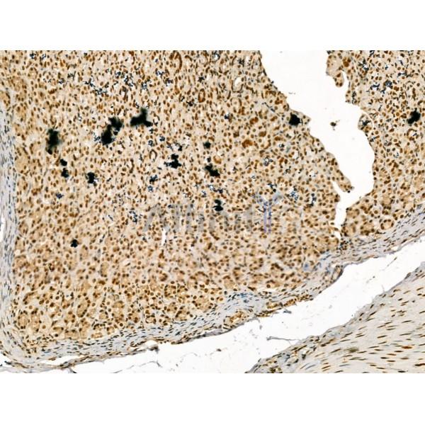 LAP2 alpha Antibody - DF13264 at 1/100 staining Rat stomach tissue by IHC-P.