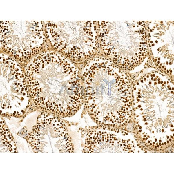 LAP2 alpha Antibody - DF13264 at 1/100 staining Rat testis tissue by IHC-P.