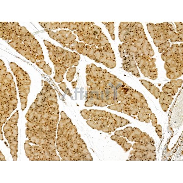 LAP2 alpha Antibody - DF13264 at 1/100 staining Rat pancreatic tissue by IHC-P.