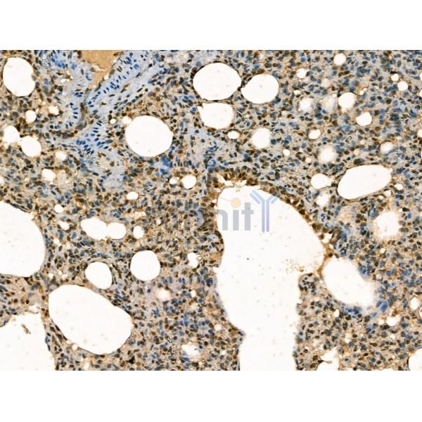 Retinoid X Receptor beta Antibody - DF13265 at 1/100 staining Rat spleen tissue by IHC-P.