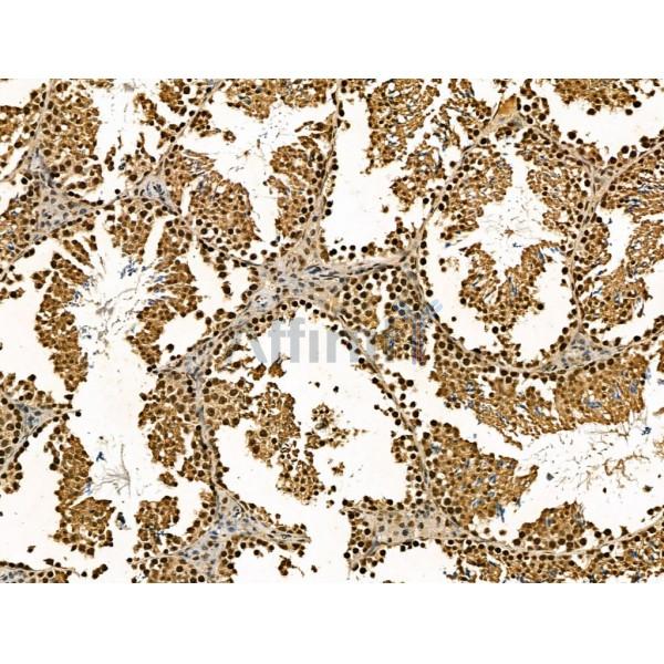 Retinoid X Receptor beta Antibody - DF13265 at 1/100 staining Mouse testis tissue by IHC-P.