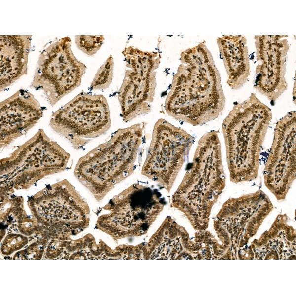 Retinoid X Receptor beta Antibody - DF13265 at 1/100 staining Mouse colorectal tissue by IHC-P.