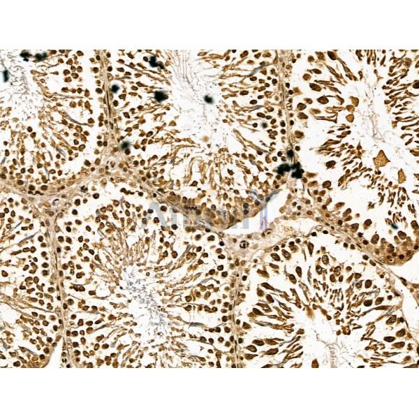 Retinoid X Receptor beta Antibody - DF13265 at 1/100 staining Rat testis tissue by IHC-P.