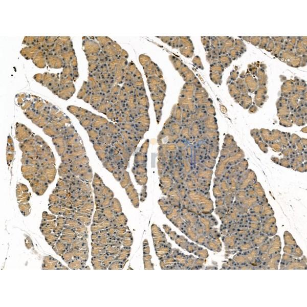 Chromogranin C Antibody - DF13266 at 1/100 staining Rat pancreatic tissue by IHC-P.