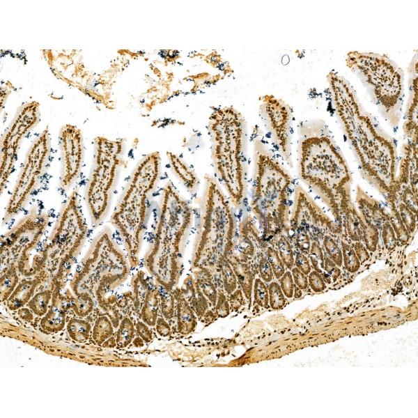SCXA Antibody - DF13293 at 1/100 staining Mouse colorectal tissue by IHC-P.