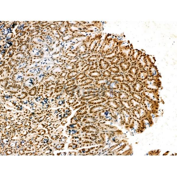 SCXA Antibody - DF13293 at 1/100 staining Mouse stomach tissue by IHC-P.