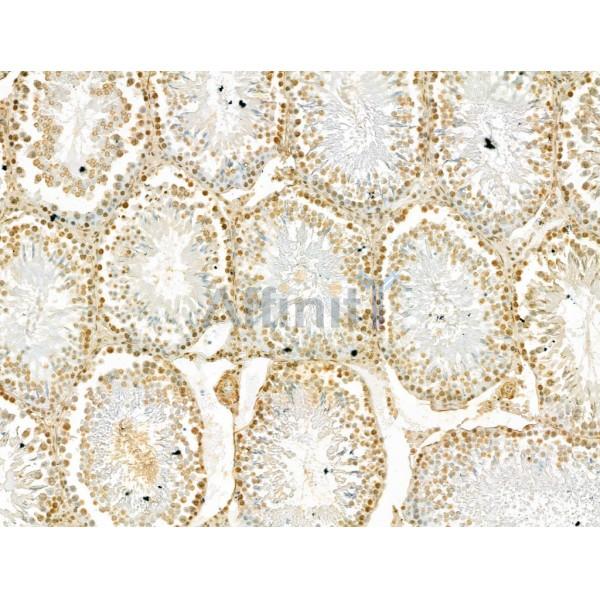 SCXA Antibody - DF13293 at 1/100 staining Rat testis tissue by IHC-P.