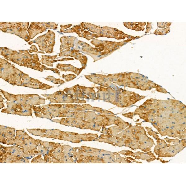 CNGA2 Antibody - DF13311 at 1/100 staining Mouse heart tissue by IHC-P.