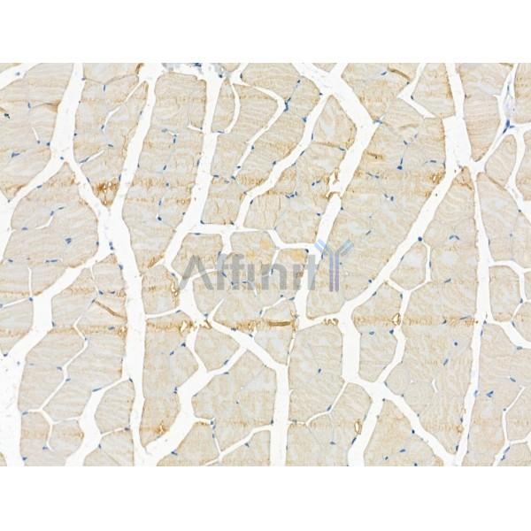 Lubricin Antibody - DF13331 at 1/100 staining Mouse muscle tissue by IHC-P.