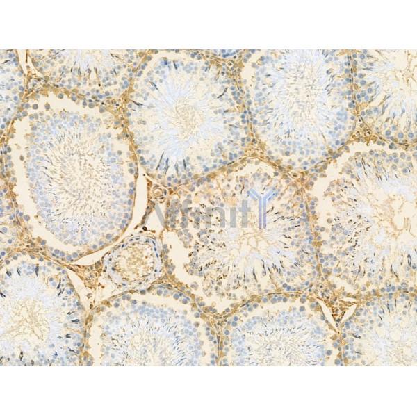 RBM3 Antibody - DF13353 at 1/100 staining Rat testis tissue by IHC-P.