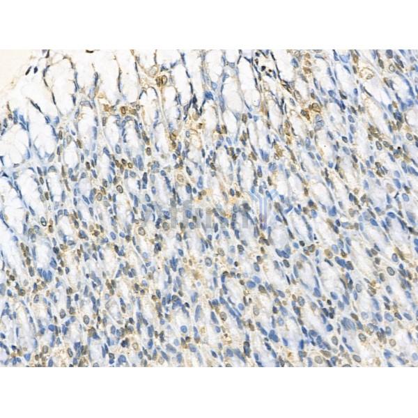 RBM3 Antibody - DF13353 at 1/100 staining Rat stomach tissue by IHC-P.