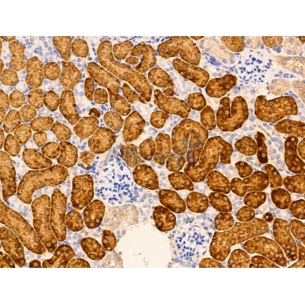 MSH4 Antibody - DF13354 at 1/100 staining Mouse kidney tissue by IHC-P.