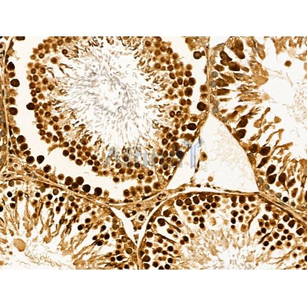 MSH4 Antibody - DF13354 at 1/100 staining Rat testis tissue by IHC-P.