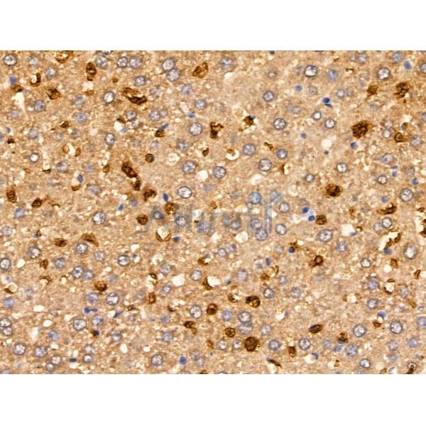 MSH4 Antibody - DF13354 at 1/100 staining Rat liver tissue by IHC-P.