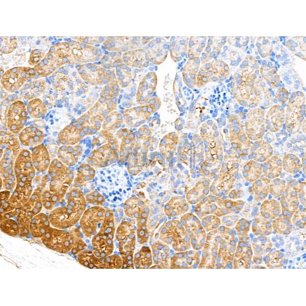 DNase II Antibody - DF13359 at 1/100 staining Mouse kidney tissue by IHC-P.