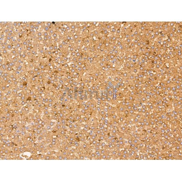 Dermcidin Antibody - DF13367 at 1/100 staining Rat liver tissue by IHC-P.