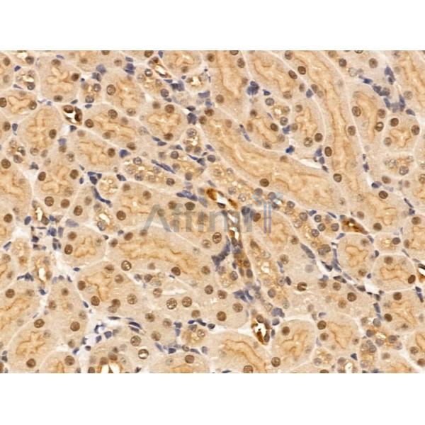 SEPT4 Antibody - DF13393 at 1/100 staining Mouse kidney tissue by IHC-P.