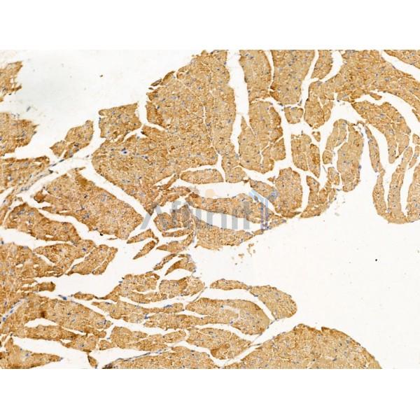 PR3 Antibody - DF13410 at 1/100 staining Mouse heart tissue by IHC-P.