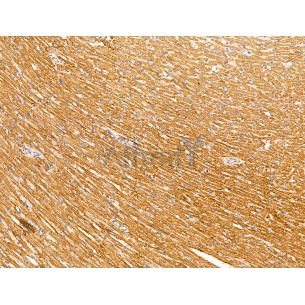 PR3 Antibody - DF13410 at 1/100 staining Rat heart tissue by IHC-P.